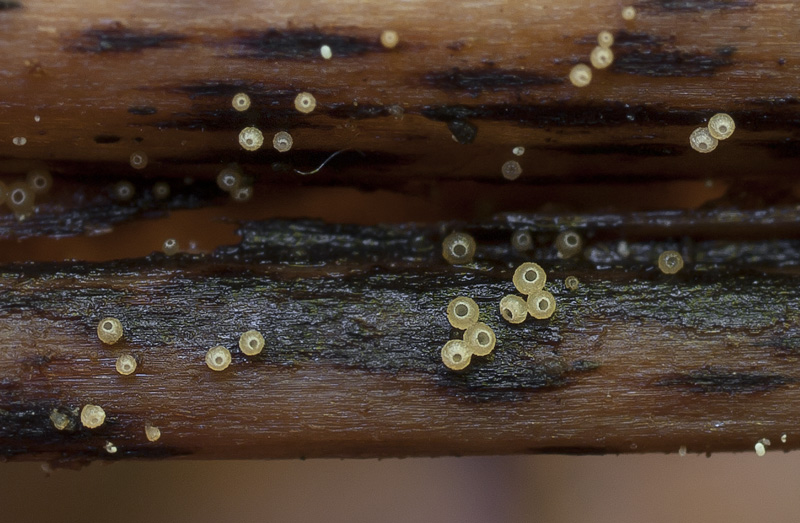 Urceolella winteriana